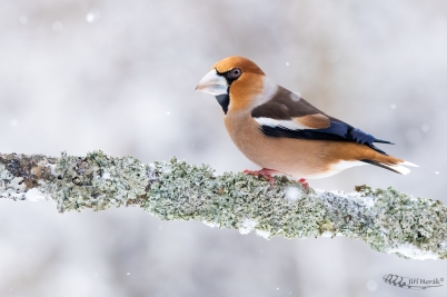 Dlask tlustozobý | Coccothraustes...