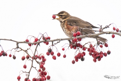 Drozd cvrčala | Turdus iliacus | Redwing