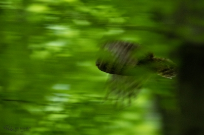 Duch | Strix uralensis | Ural Owl