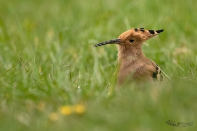 Dudek při sběru potravy | | Eurasian Hoopoe