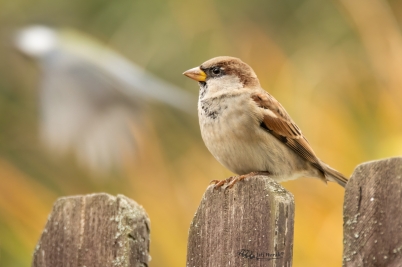 Duše vrabce | Passer domesticus | House...