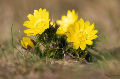 Hlaváček jarní | Adonis vernalis