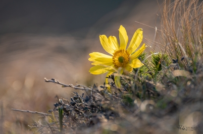 Hlaváček jarní | Adonis vernalis