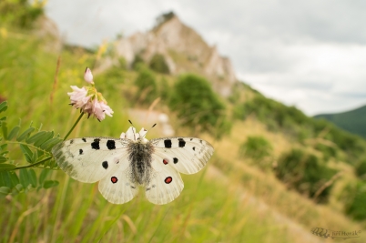 Jasoň červenooký | Parnassius apollo