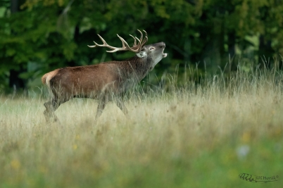 Jelen evropský | Cervus elaphus | Red Deer