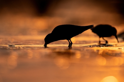 Jespáci v soumraku | Calidris alpina |...