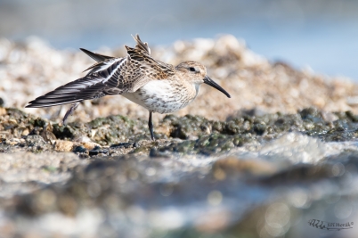 Jespák protahující | Calidris alpina |...