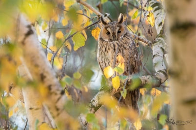 Kalous ušatý | Asio otus | Long-eared Owl