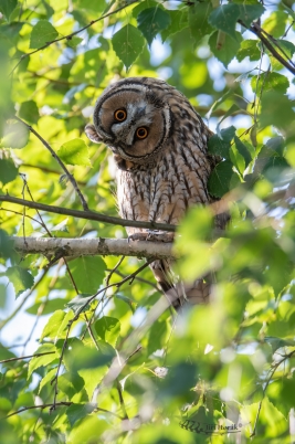 Kalous ušatý | Asio otus | Long-eared Owl