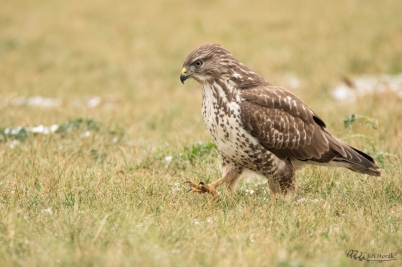 Káně lesní | Buteo buteo | Common Buzzard