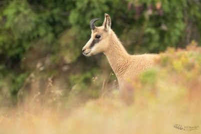 Kozlík | Rupicapra rupicapra | Chamois