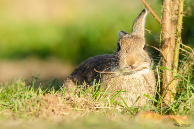 Králík divoký | Oryctolagus cuniculus |...