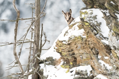 Kuk kamziče | Rupicapra rupicapra | Chamois