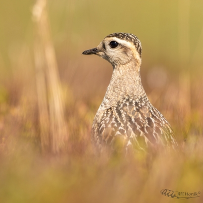 Kulík hnědý juvenilní | Charadrius...