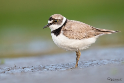 Kulík říční | Charadrius dubius |...