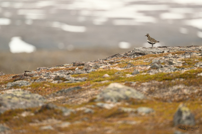 Kulík zlatý ve své domovině | Pluvialis...