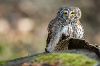 Kulíšek na pařezu | Glaucidium passerinum...