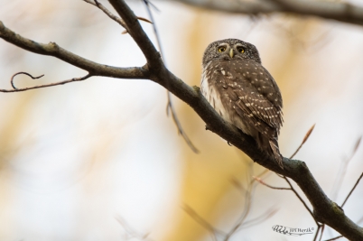 Kulíšek nejmenší | Glaucidium passerinum...