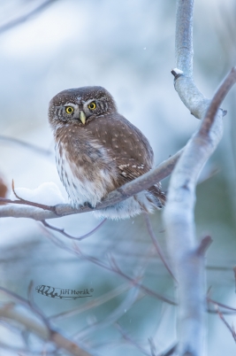 Kulíšek nejmenší | Glaucidium passerinum...