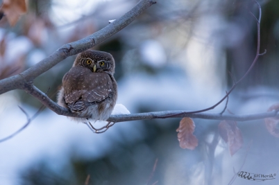 Kulíšek nejmenší | Glaucidium passerinum...