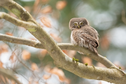 Kulíšek nejmenší | Glaucidium passerinum...