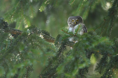 Kulíšek nejmenší | Glaucidium passerinum...