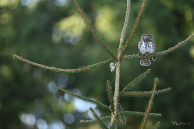 Kulíšek nejmenší | Glaucidium passerinum...