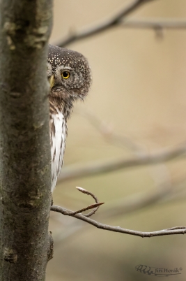 Kulíšek Tě vidí | Pygmy Owl