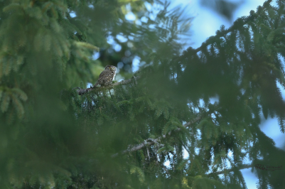 Kulíškova haluz | Glaucidium passerinum |...