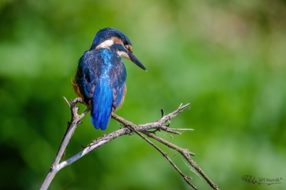 Ledňáček říční | Alcedo atthis |...