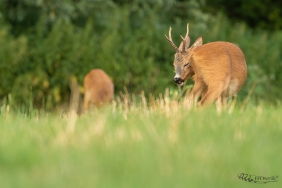 Letní pohoda | Capreolus capreolus | Roe...