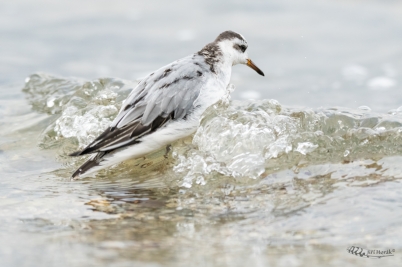 Lyskonoh ploskozobý | Phalaropus fulicarius...