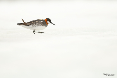 Lyskonoh úzkozobý | Phalaropus lobatus |...