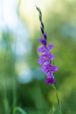 Mečík střechovitý | Gladiolus imbricatus