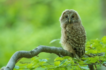 Mládě uralky | Strix uralensis | Ural Owl