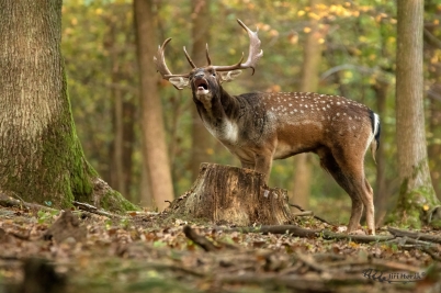 Na rochanisku | Dama dama | Fallow deer