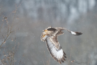 Odletovka káně lesní | Buteo buteo