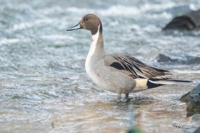 Ostralka štíhlá | Anas acuta | Pintail