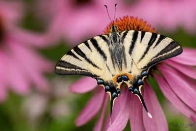 Otakárek ovocný na echinacea