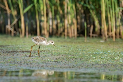 Pisila čáponohá mládě | Himantopus...