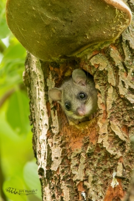 Plch velký | Glis glis