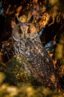 Podzimní kalous | Asio otus | Long-eared Owl