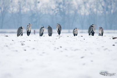 Popelky na sněhu | Ardea cinerea