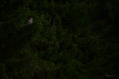 Přerostlá bludička | Strix uralensis |...