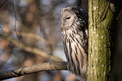 Puštík bělavý detail | Ural Owl