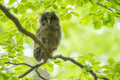 Puštík bělavý mládě | Strix uralensis...