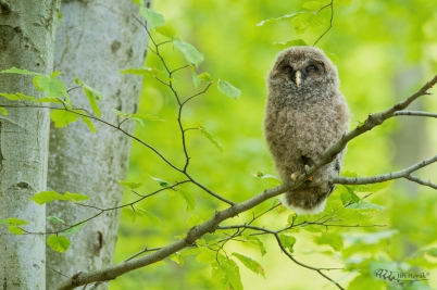 Puštík bělavý mládě | Strix uralensis...