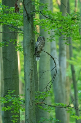 Puštík bělavý | Strix uralensis | Ural...