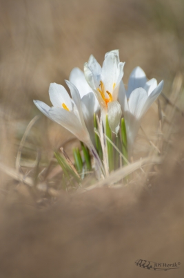 Šafrán bělokvětý | Crocus vernus