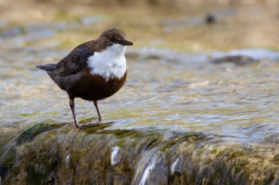 Skorec vodní | Cinclus cinclus | Dipper